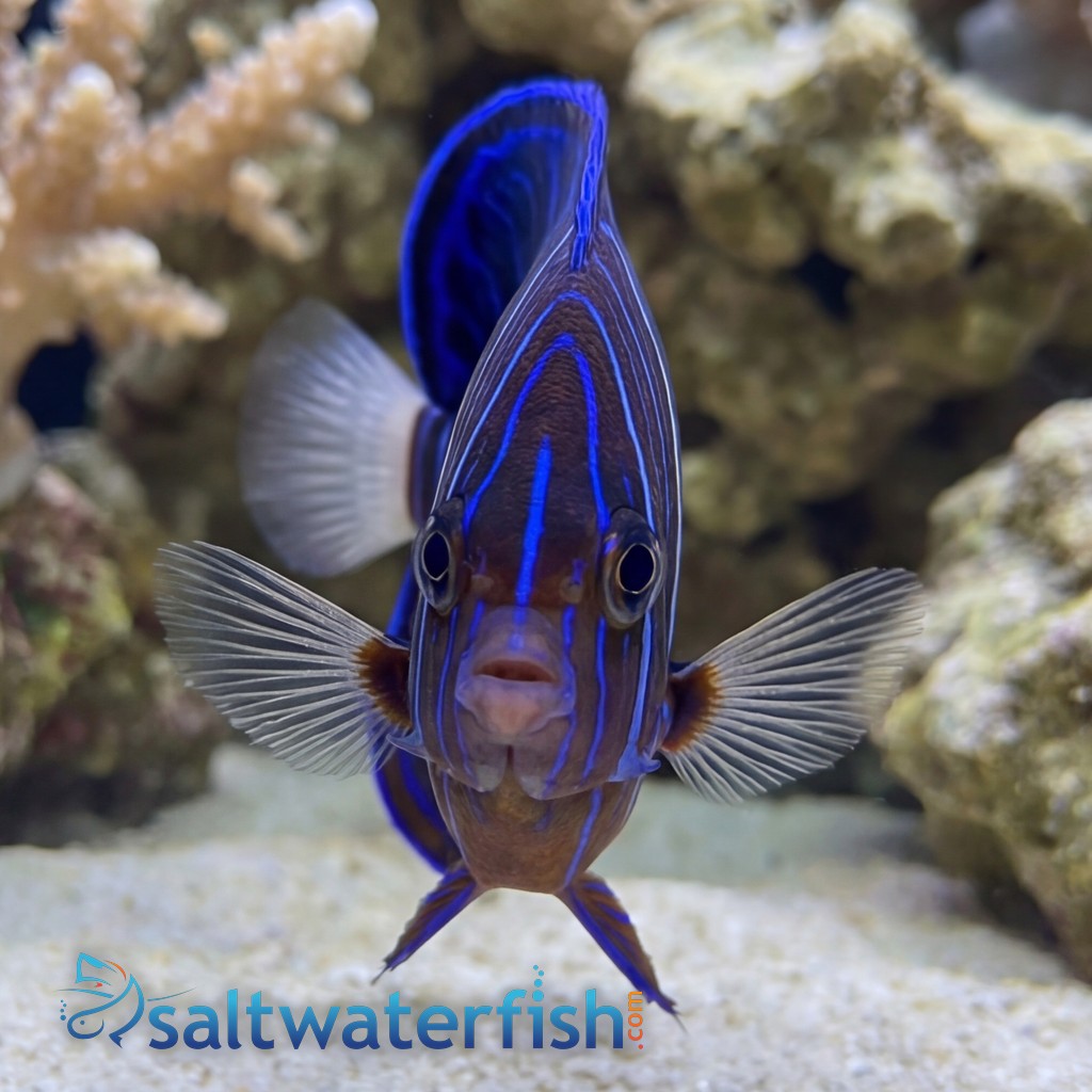 Annularis Angelfish