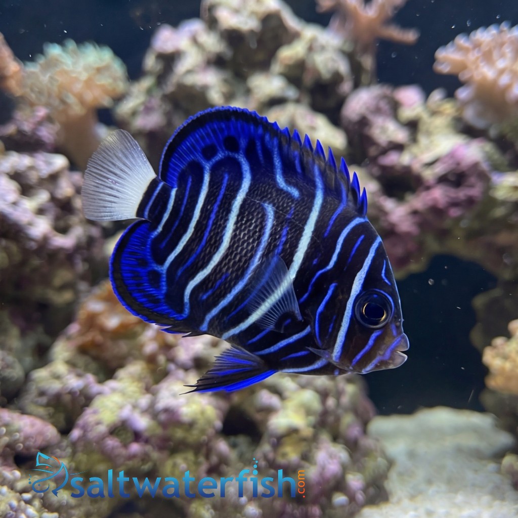 Annularis Angelfish