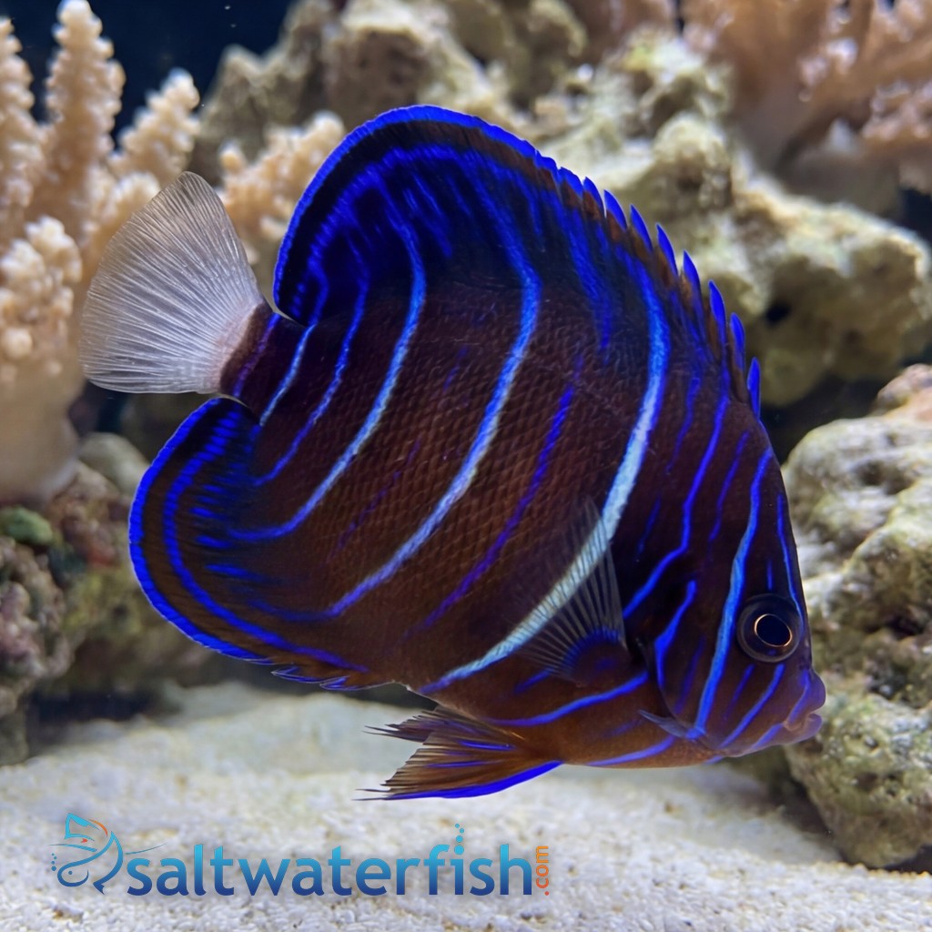 Annularis Angelfish