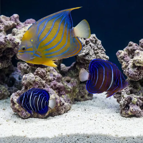 Annularis Angelfish