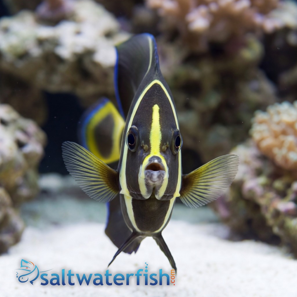 Black (Grey) Angelfish