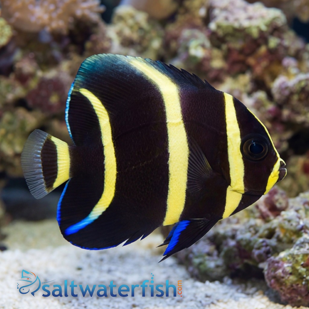 Black (Grey) Angelfish