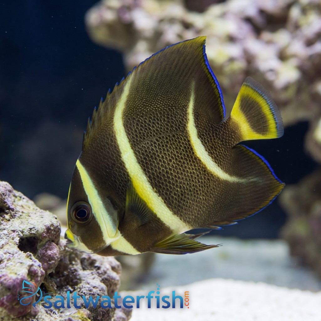 Black (Grey) Angelfish