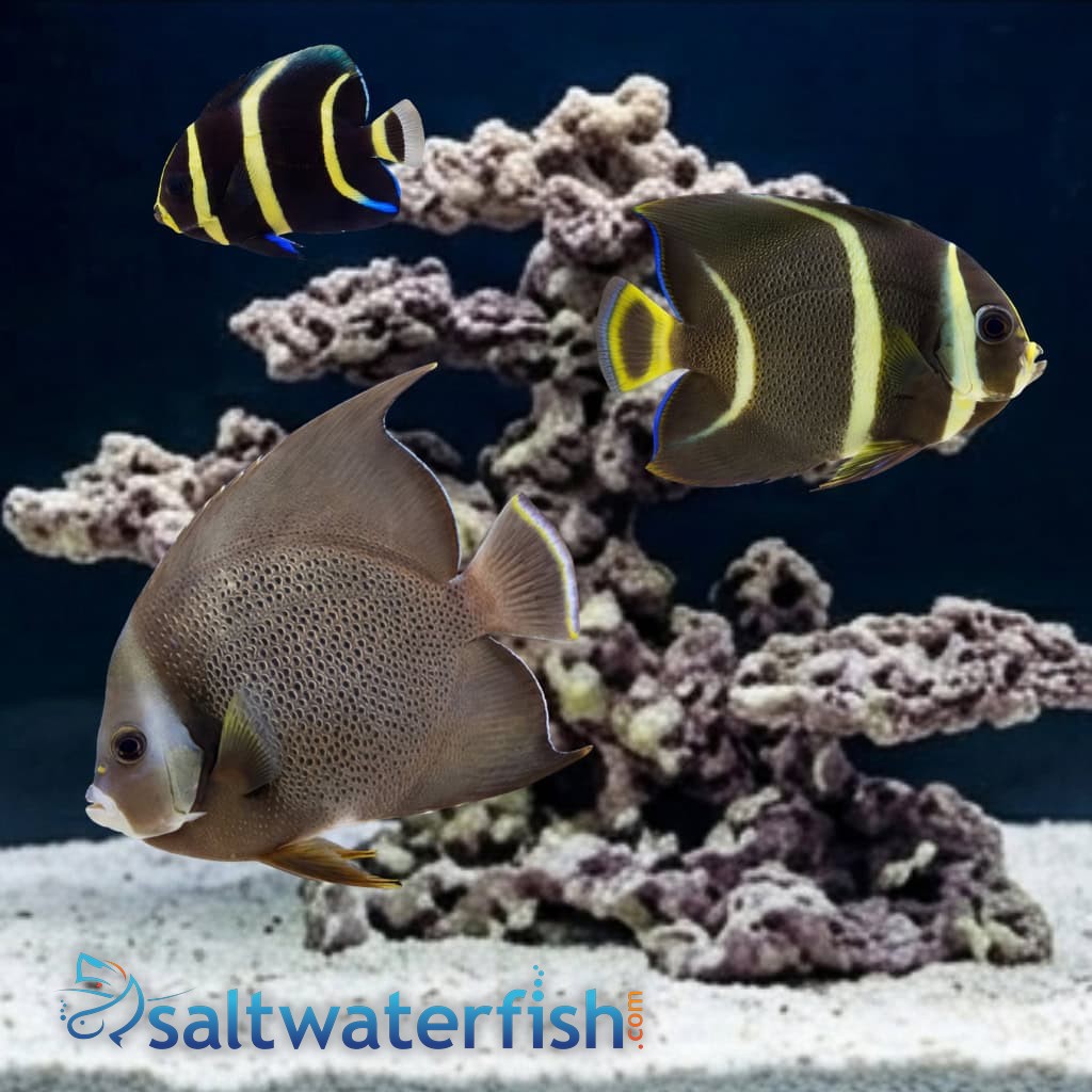 Black (Grey) Angelfish