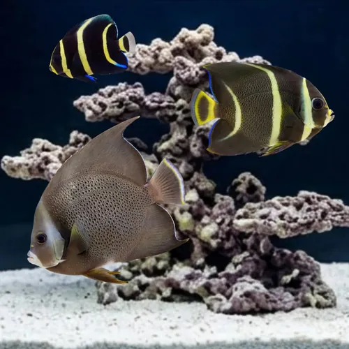 Black (Grey) Angelfish