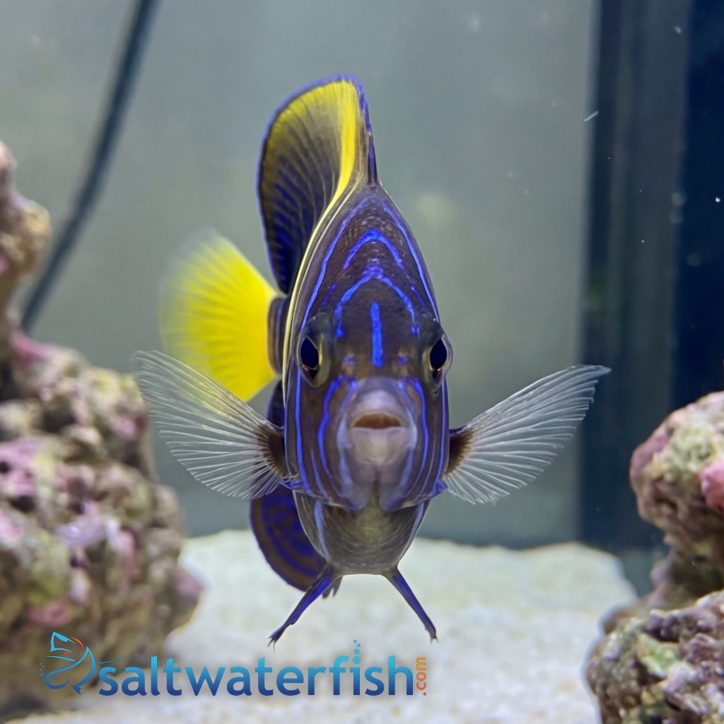 Asfur Angelfish : Juvenile - Captive Bred