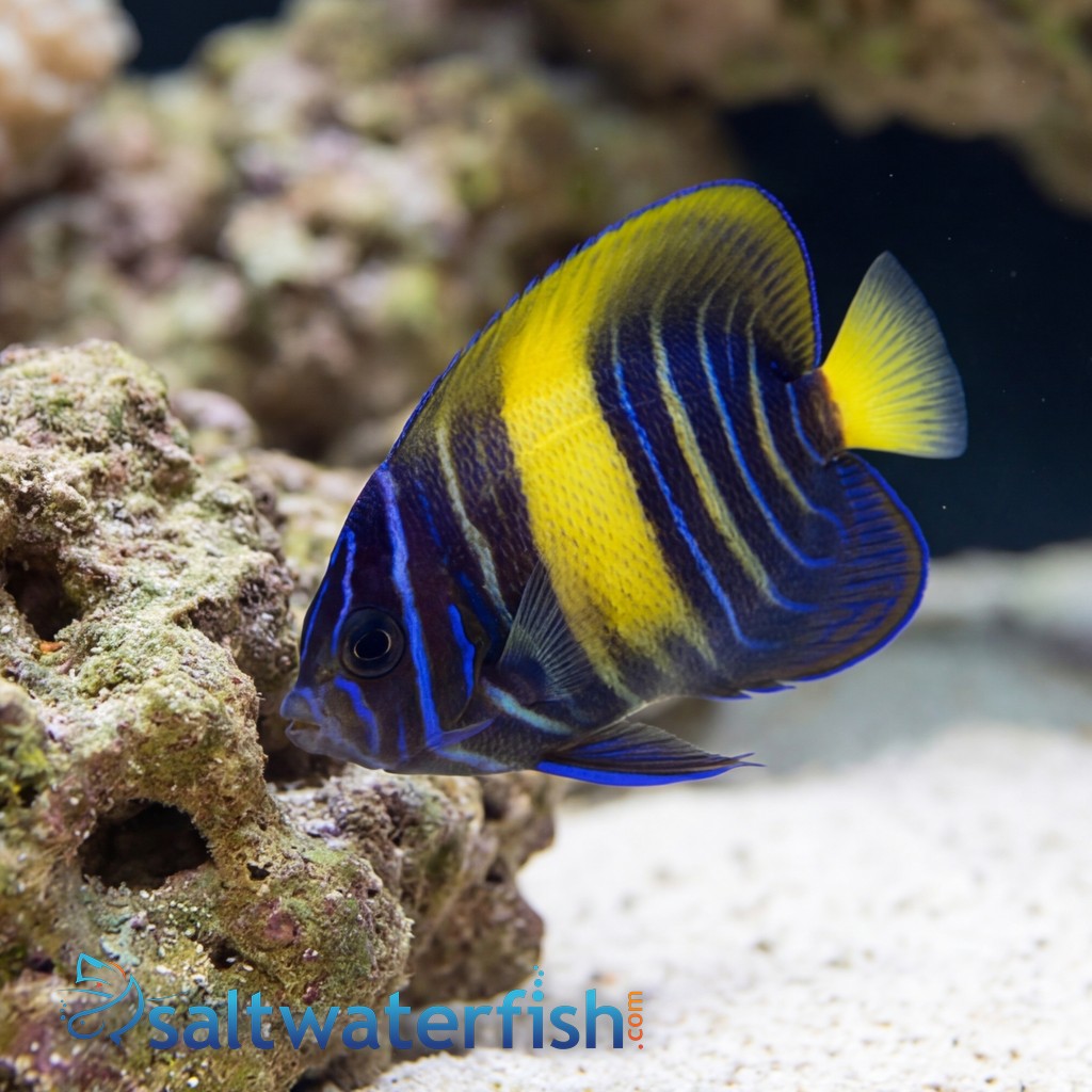 Asfur Angelfish : Juvenile - Captive Bred