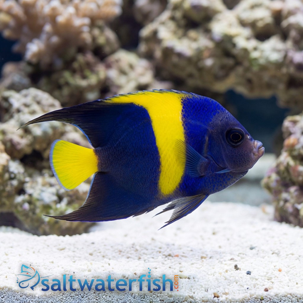 Asfur Angelfish : Juvenile - Captive Bred