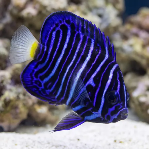 Asfur Angelfish : Juvenile - Captive Bred