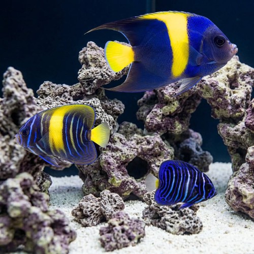 Asfur Angelfish - Red Sea