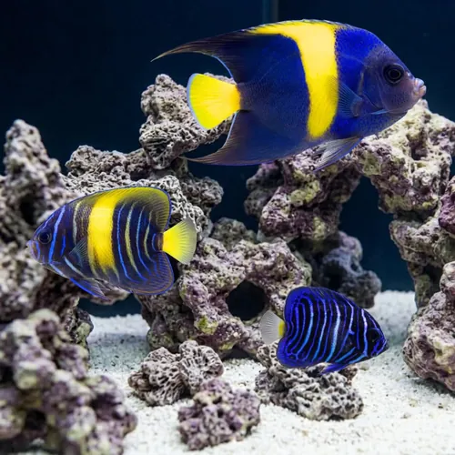 Asfur Angelfish - Red Sea