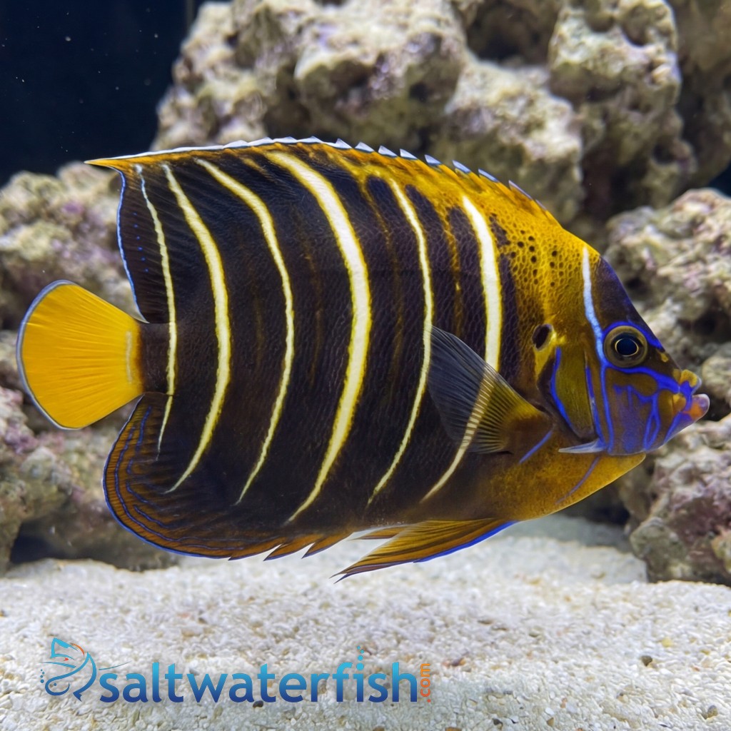 Chrysurus Angelfish - Africa