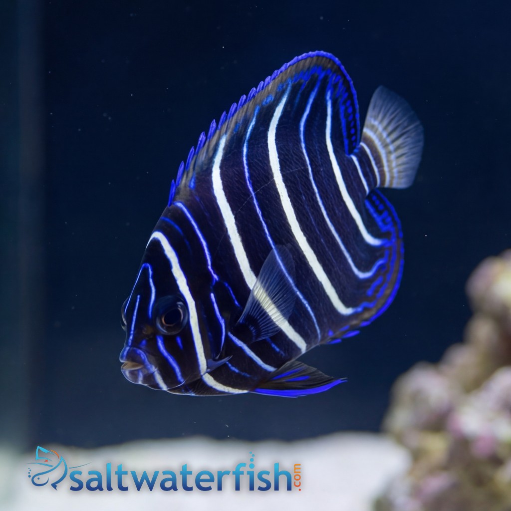 Chrysurus Angelfish - Africa
