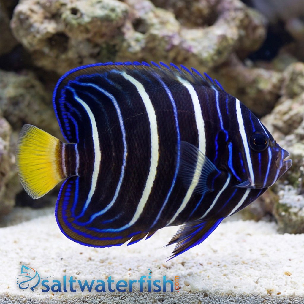 Chrysurus Angelfish - Africa