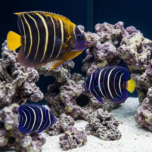 Chrysurus Angelfish - Africa