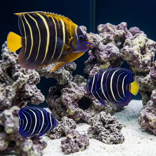 Chrysurus Angelfish - Africa