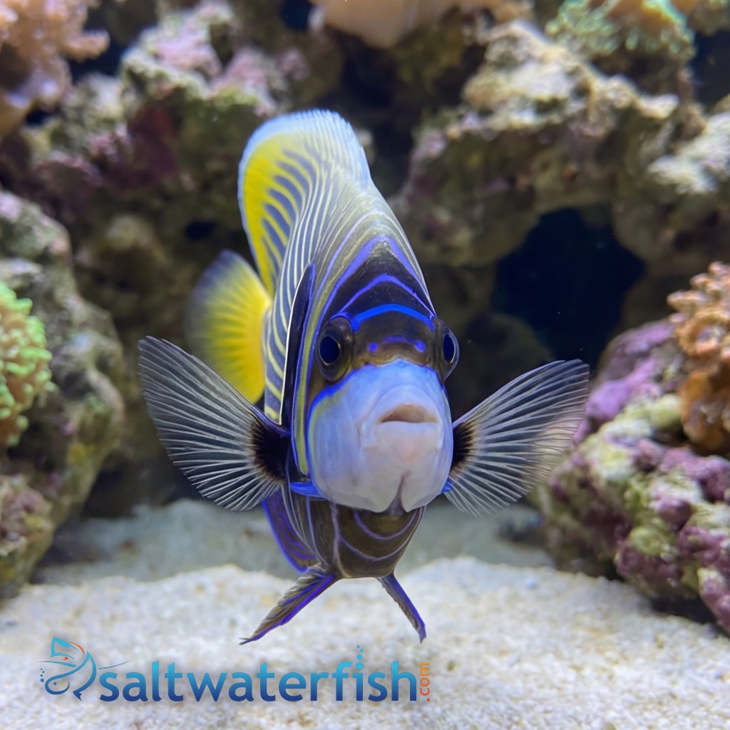 Emperor Angelfish
