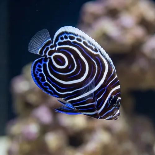 Emperor Angelfish: Juvenile - Fiji