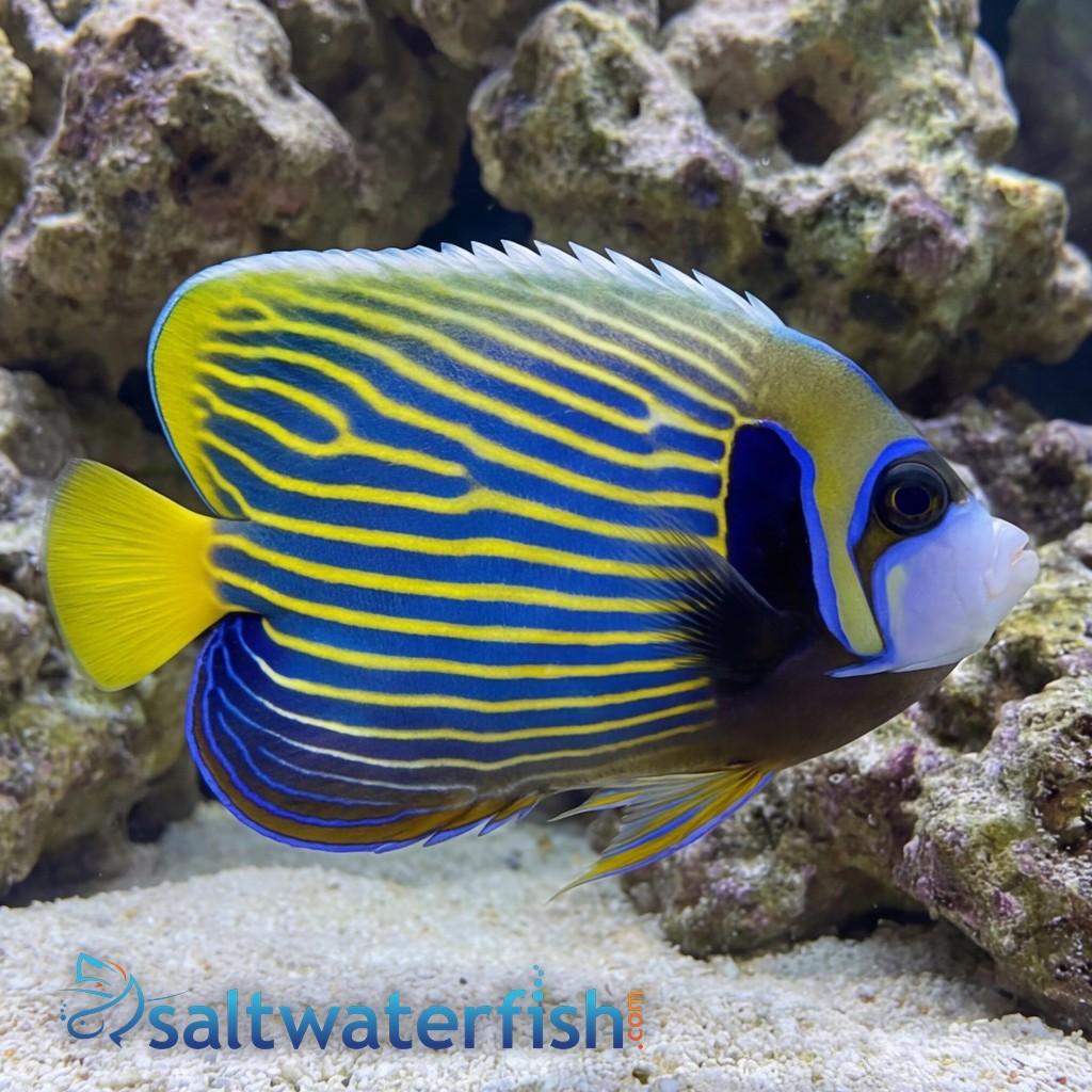 Emperor Angelfish: Juvenile - Captive Bred