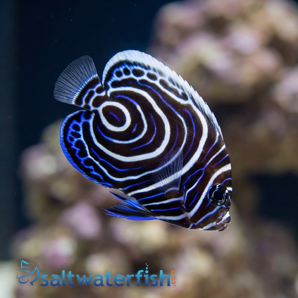 Emperor Angelfish: Juvenile - Captive Bred