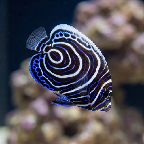 Emperor Angelfish: Juvenile - Captive Bred