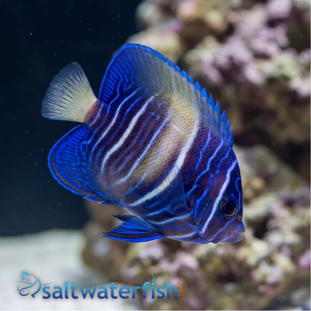 Maculosus Angelfish Sub Adult/Changing - Red Sea