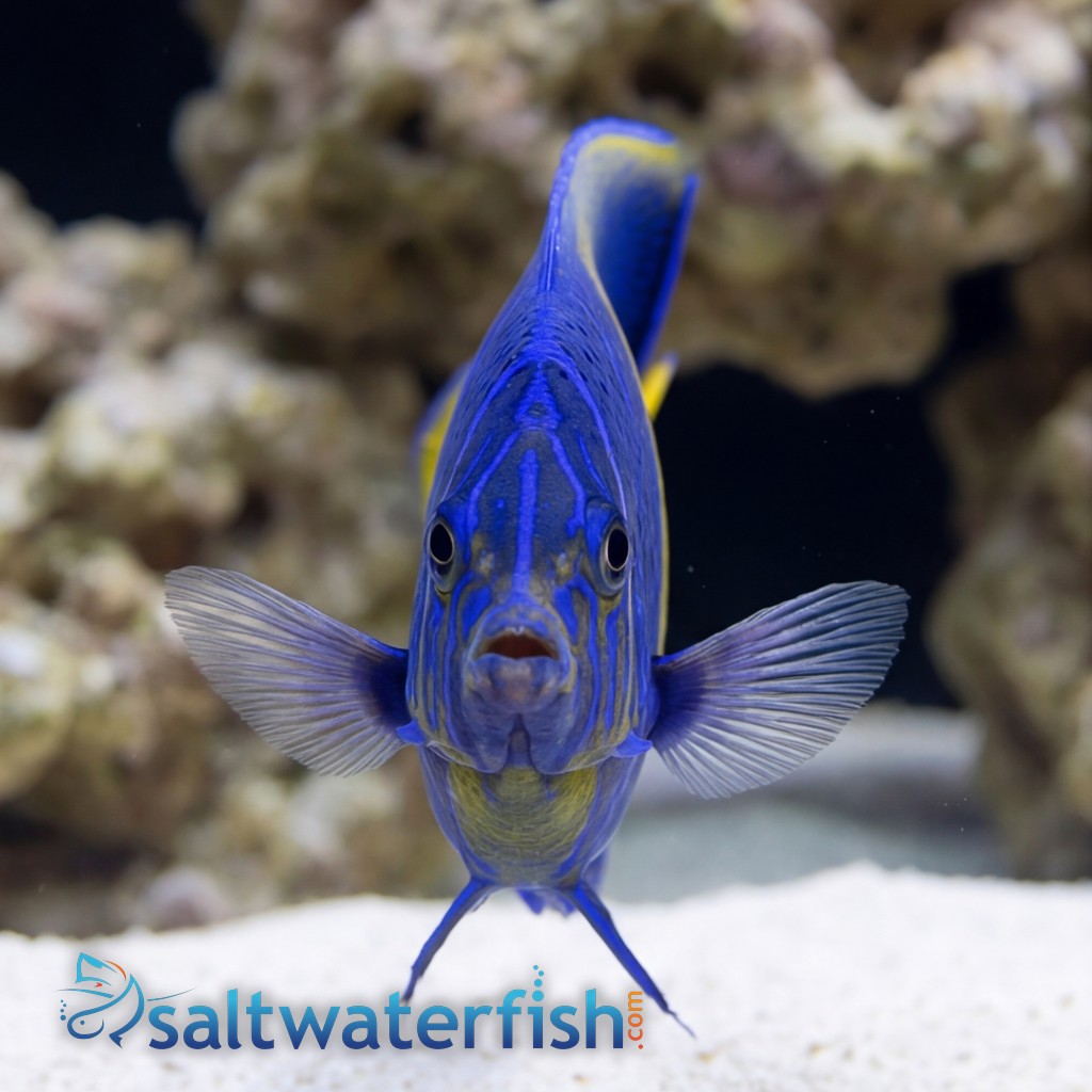Maculosus Angelfish Sub Adult/Changing - Red Sea