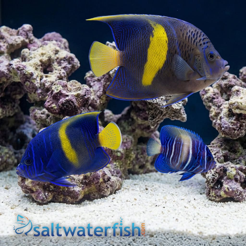 Maculosus Angelfish Sub Adult/Changing - Red Sea