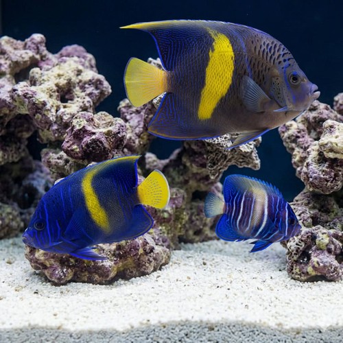 Maculosus Angelfish Sub Adult/Changing - Red Sea
