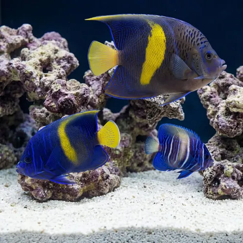 Maculosus Angelfish Sub Adult/Changing - Red Sea