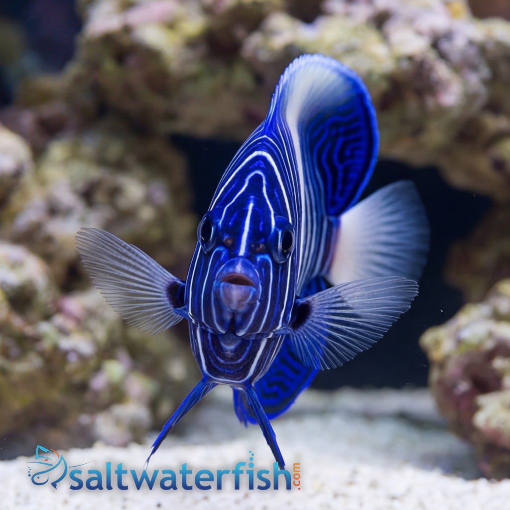 Maculosus Angelfish - Captive Bred