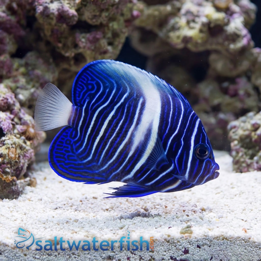Maculosus Angelfish - Captive Bred