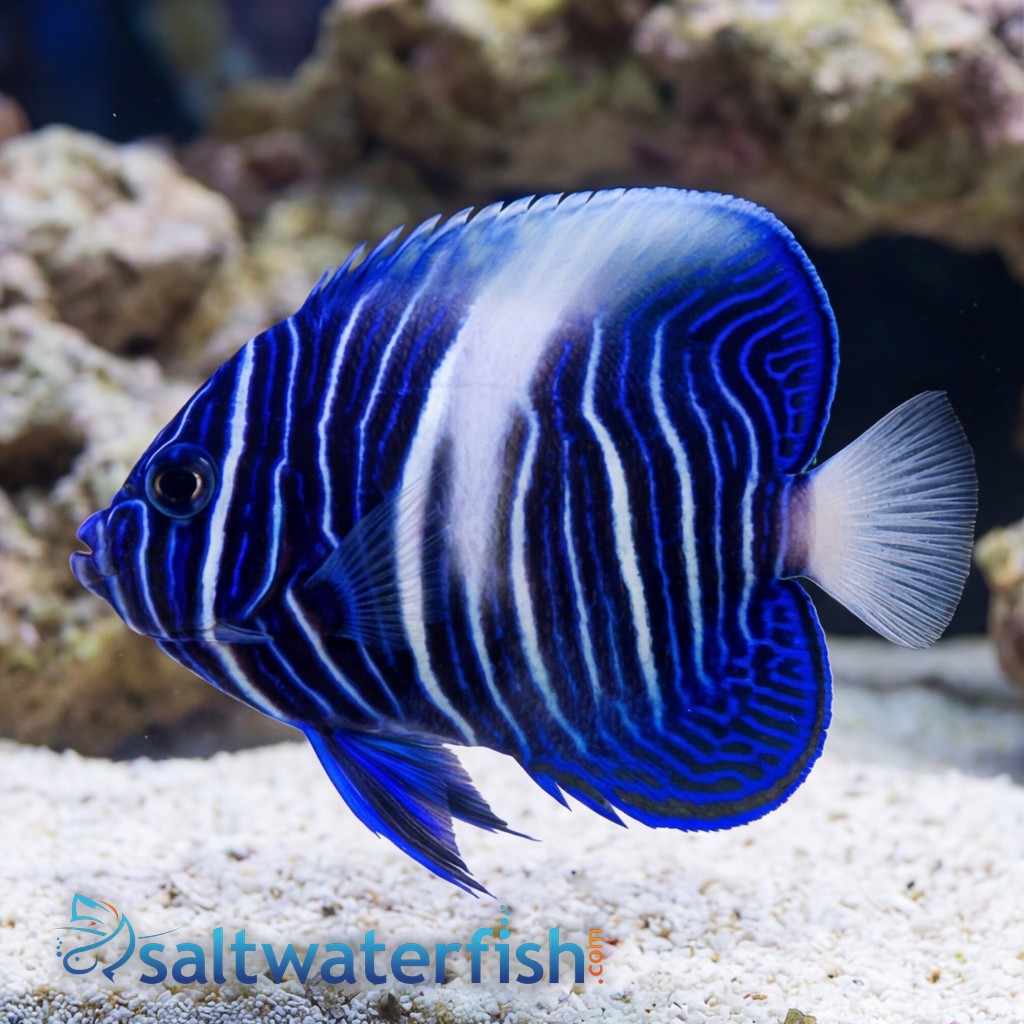 Maculosus Angelfish - Captive Bred