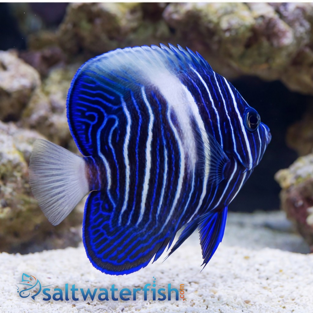 Maculosus Angelfish - Captive Bred