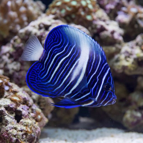 Maculosus Angelfish - Captive Bred