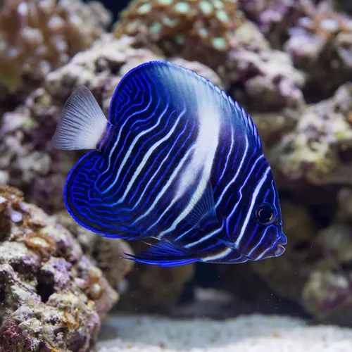 Maculosus Angelfish - Captive Bred