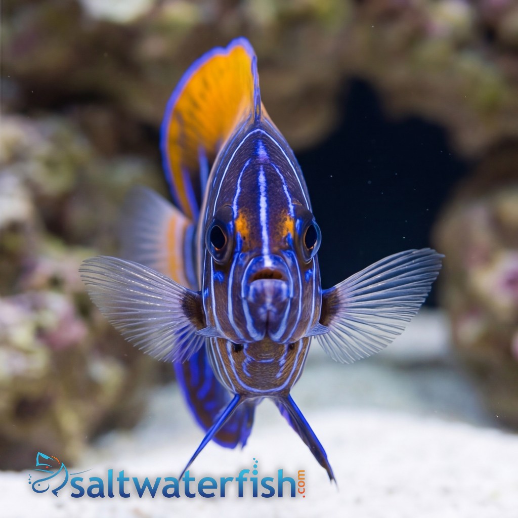 Majestic Angelfish: Juvenile