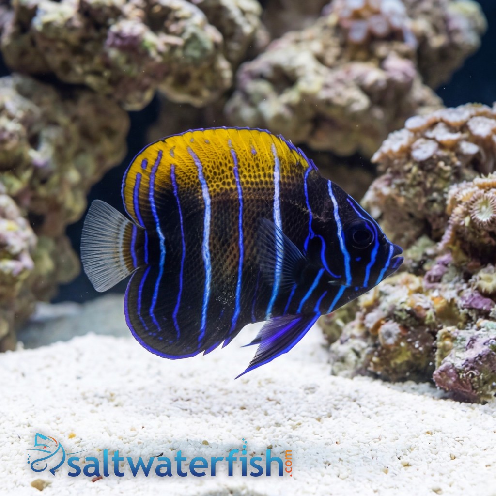 Majestic Angelfish: Juvenile