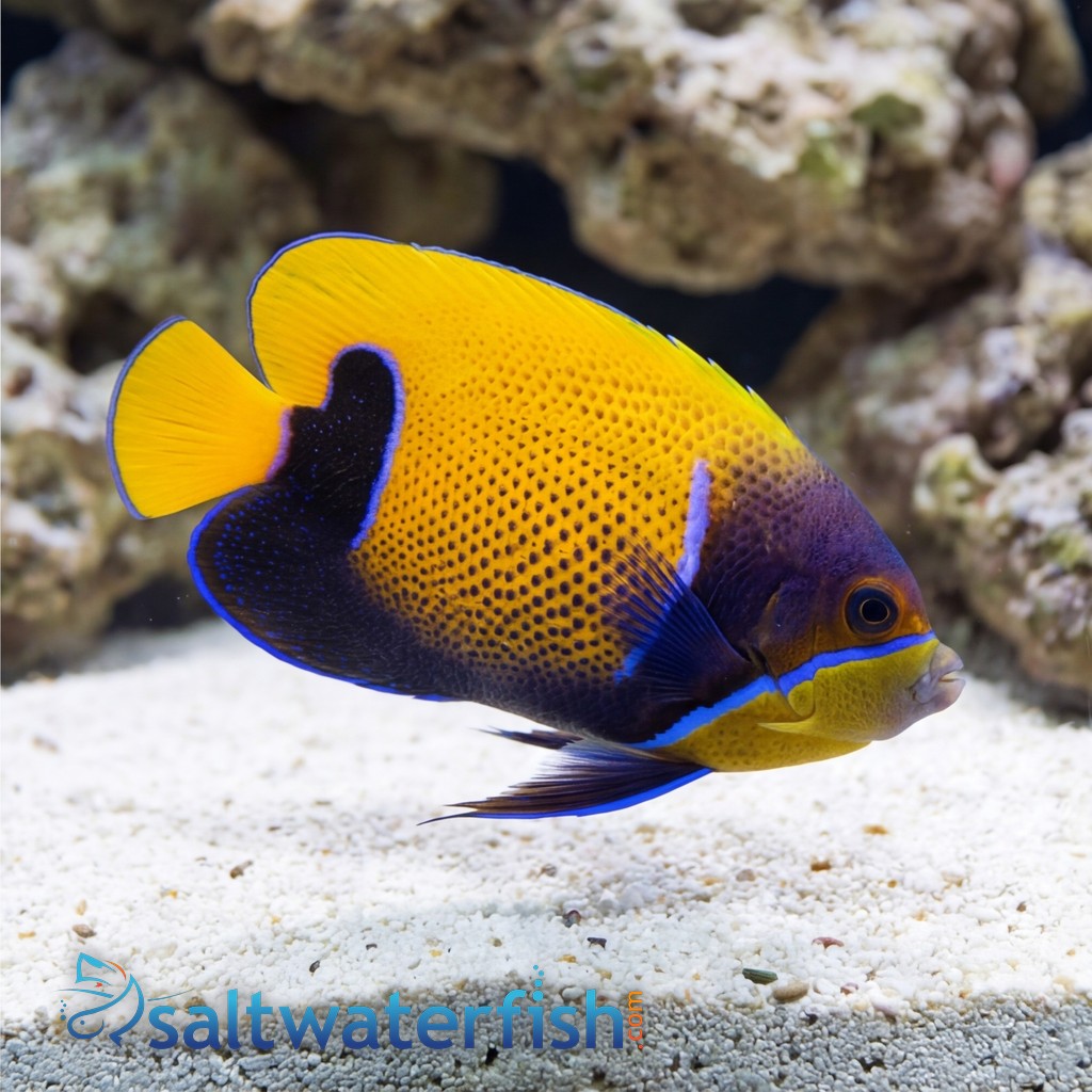 Majestic Angelfish Captive Bred 