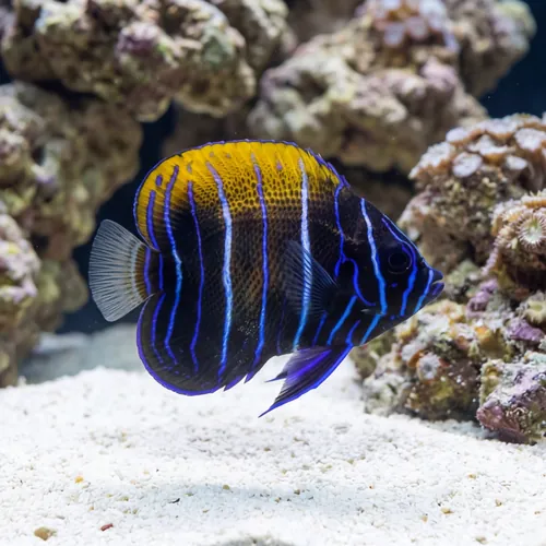 Majestic Angelfish Captive Bred
