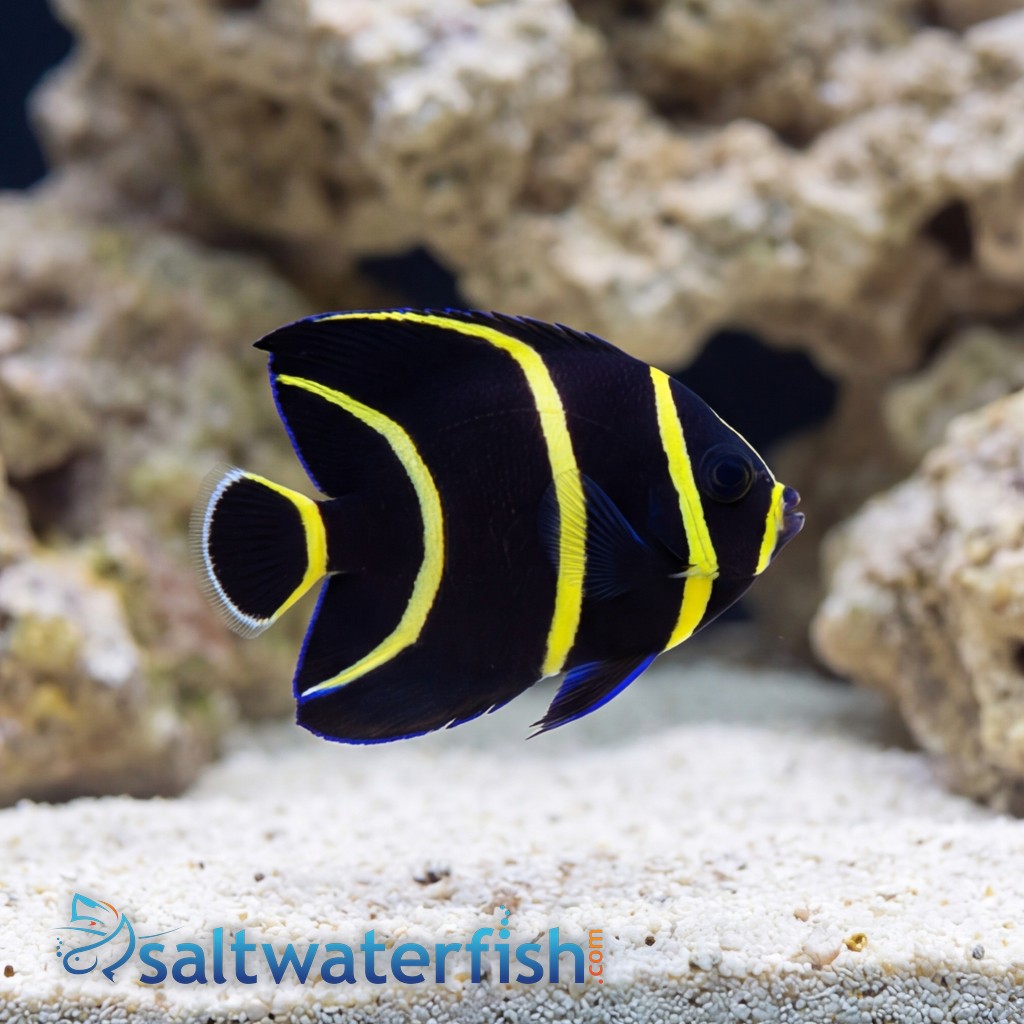 French Angelfish