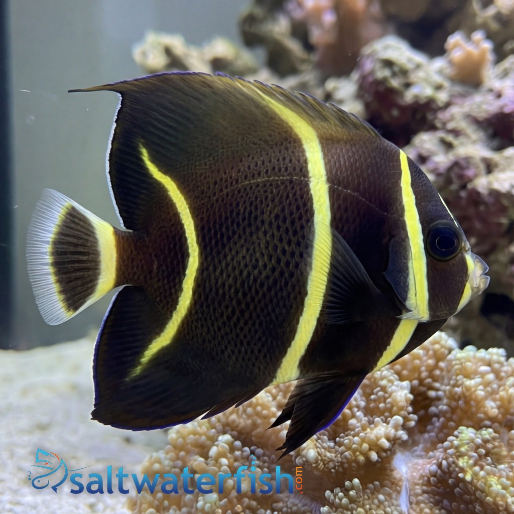 French Angelfish