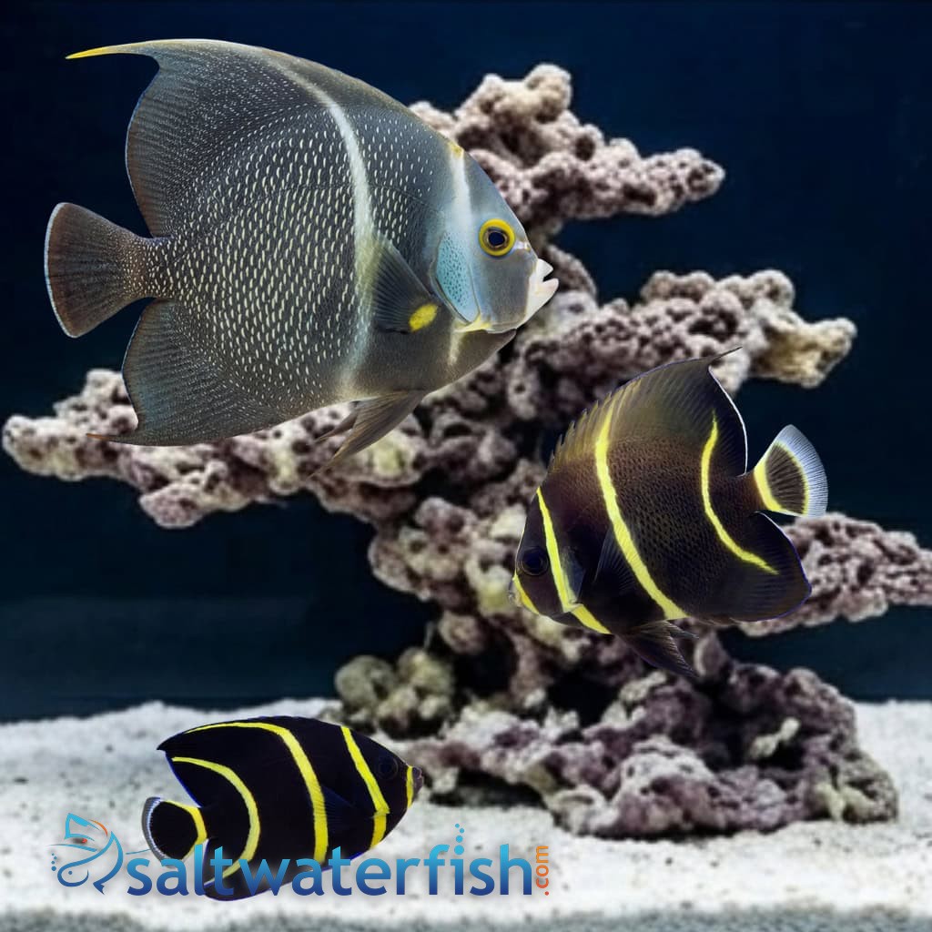 French Angelfish