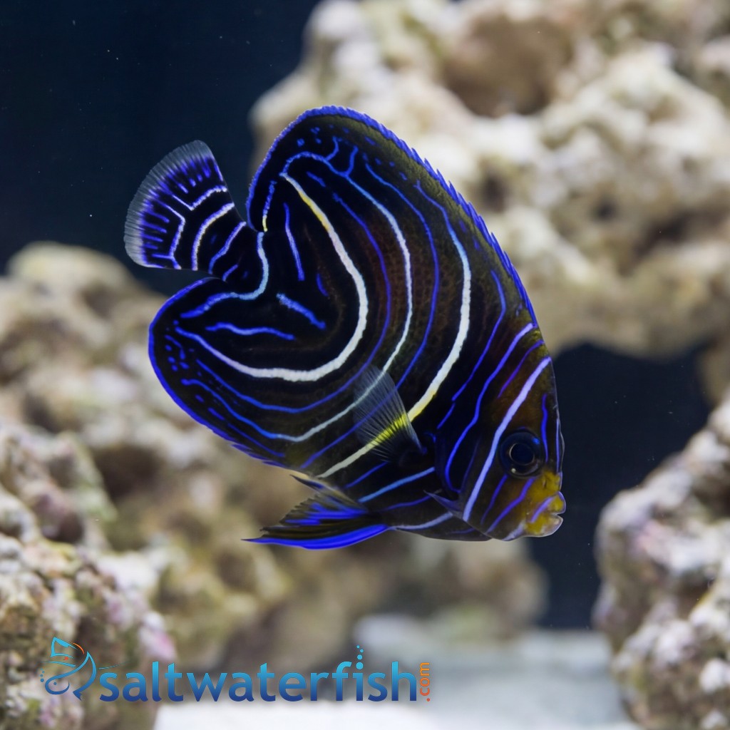Koran Angelfish: Juvenile