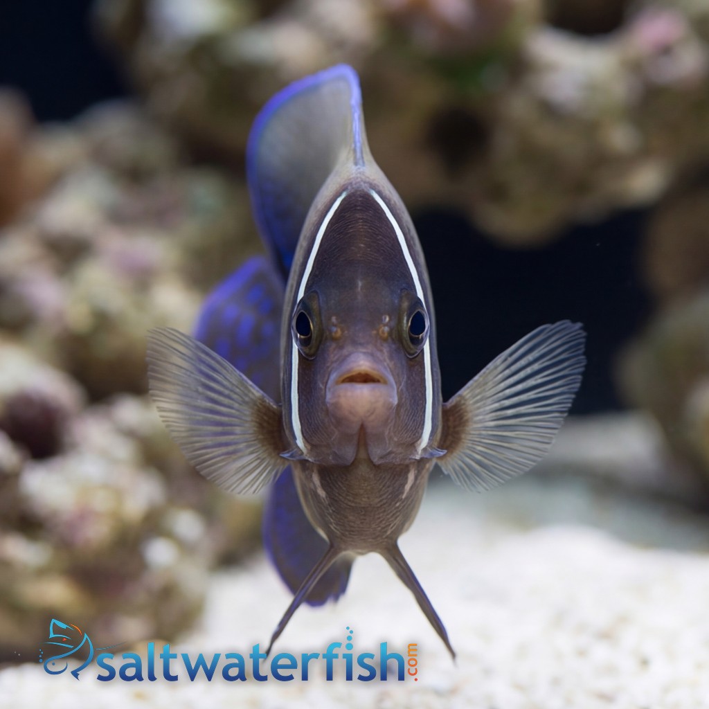 Six Bar Angelfish