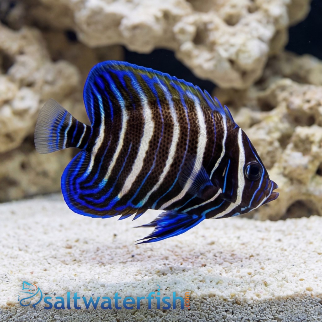 Six Bar Angelfish