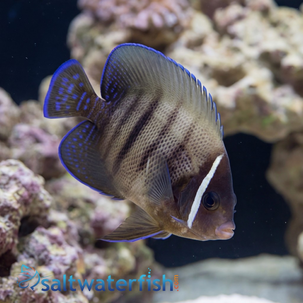 Six Bar Angelfish