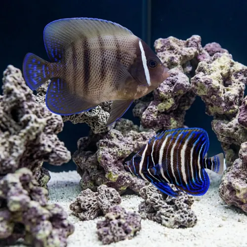 Six Bar Angelfish