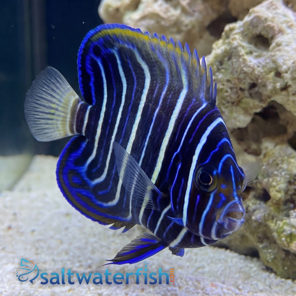 Blueface Angelfish