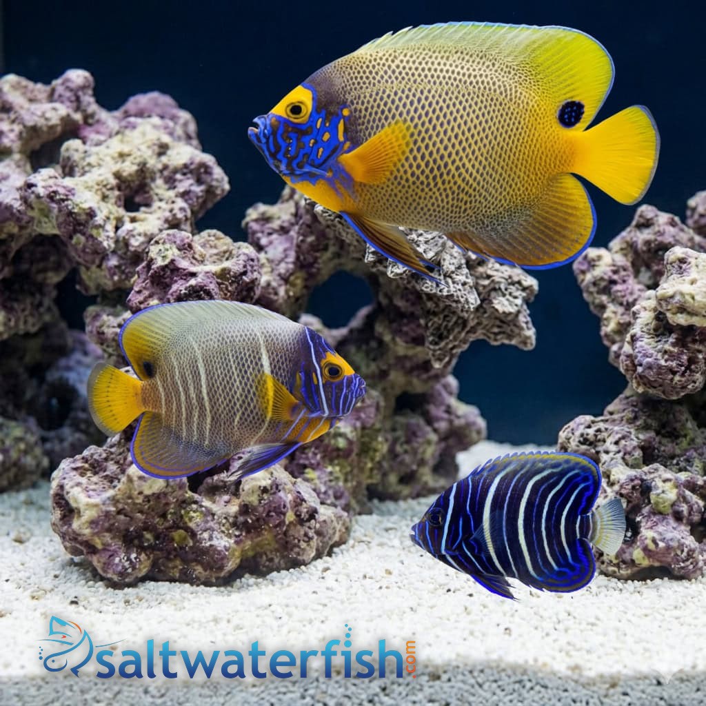 Blueface Angelfish